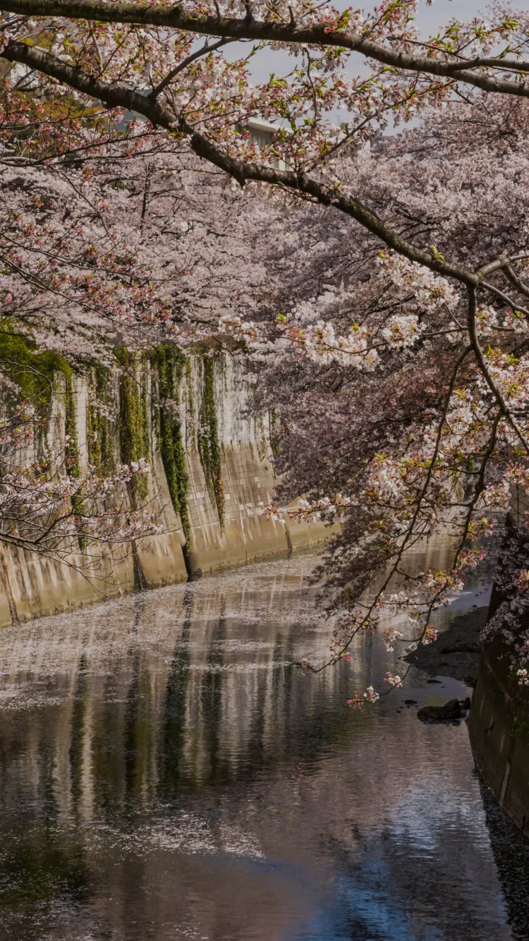 江戸川公園（徒歩4分・約260m／image photo）